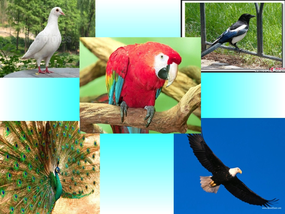 汉字家园——鸟_第3页