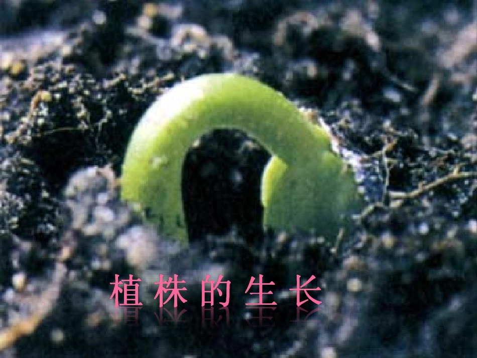 五、植株生长、开花和结果_第1页