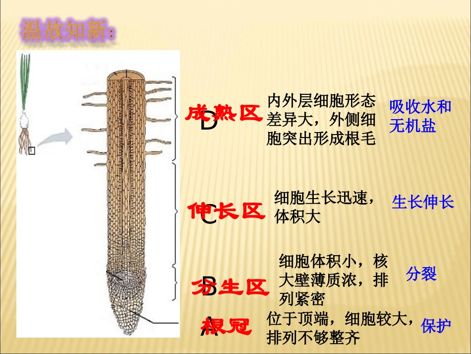 五、植株生长、开花和结果_第3页