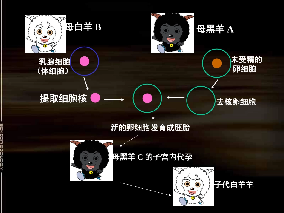 细胞核——生命系统的控制中心_第3页