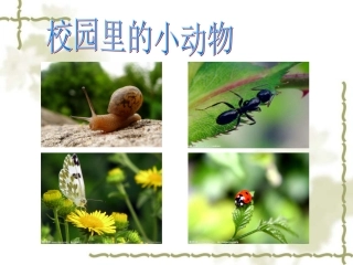 小学科学-校园里的小动物