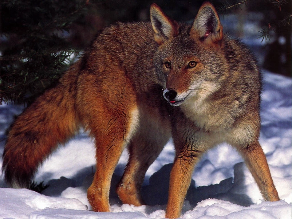 狐狸和乌鸦课件_第2页