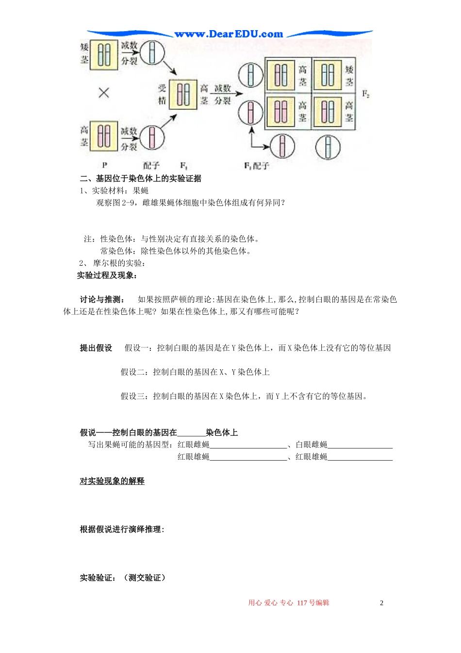 高一生物第二章 第二节基因在染色体上导学案 新课标 人教版 必修2_第2页