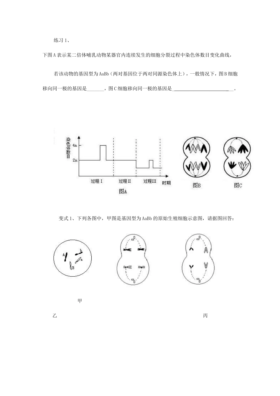 高考生物 细胞分裂学案-人教版高三全册生物学案_第2页