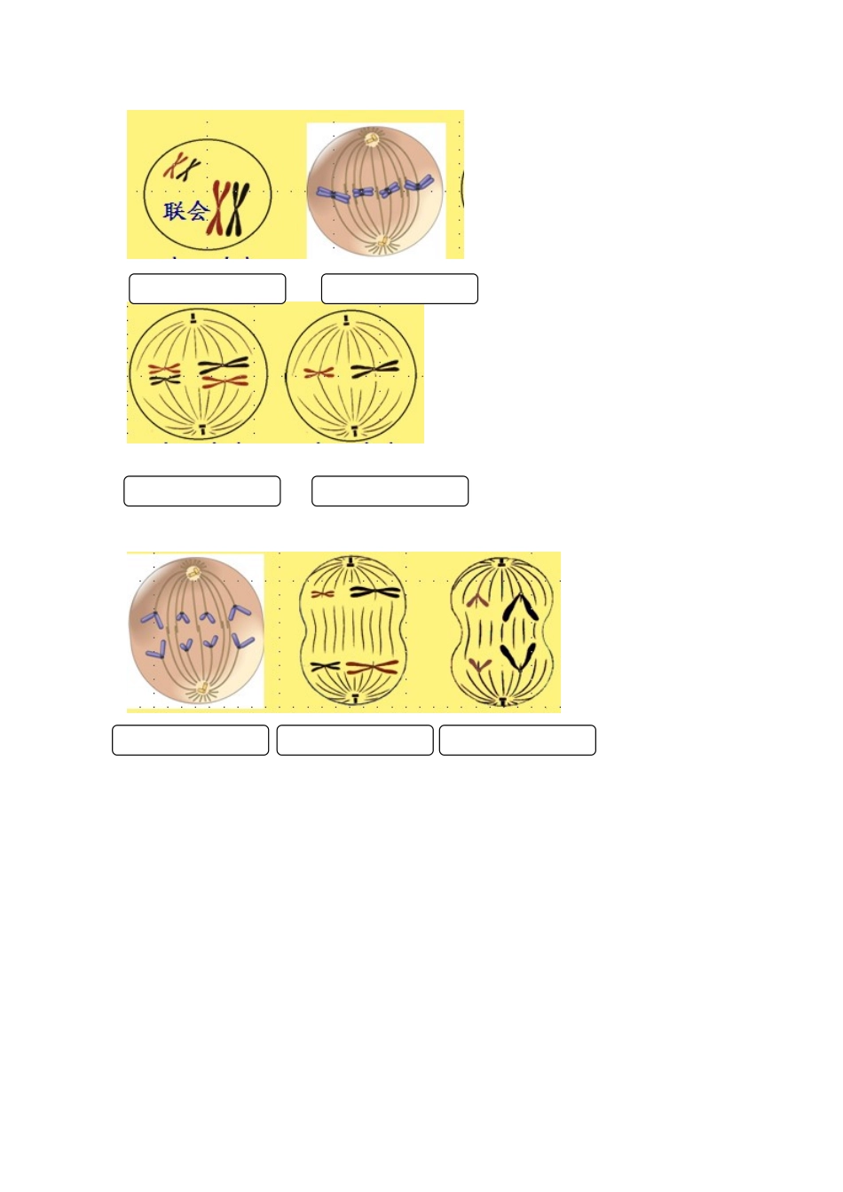 高考生物专题复习 5减数分裂和受精作用（二）减数分裂学案-人教版高三全册生物学案_第3页