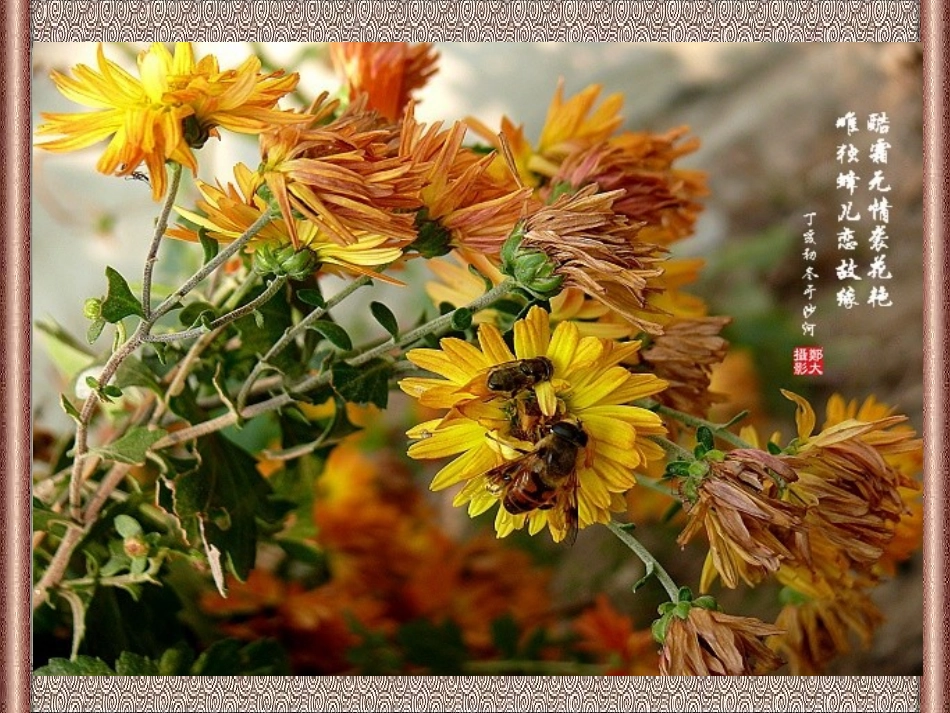 古诗《山行》课件_第3页