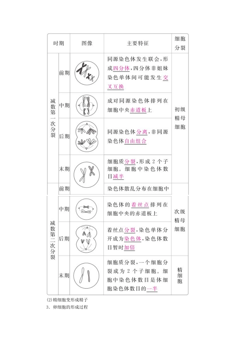 （全国版）高考生物一轮复习 第13讲 减数分裂和受精作用培优学案-人教版高三全册生物学案_第2页