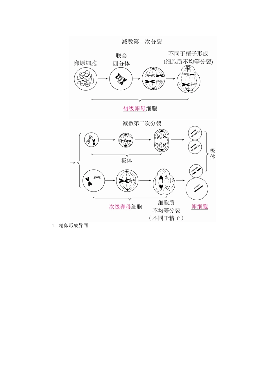（全国版）高考生物一轮复习 第13讲 减数分裂和受精作用培优学案-人教版高三全册生物学案_第3页