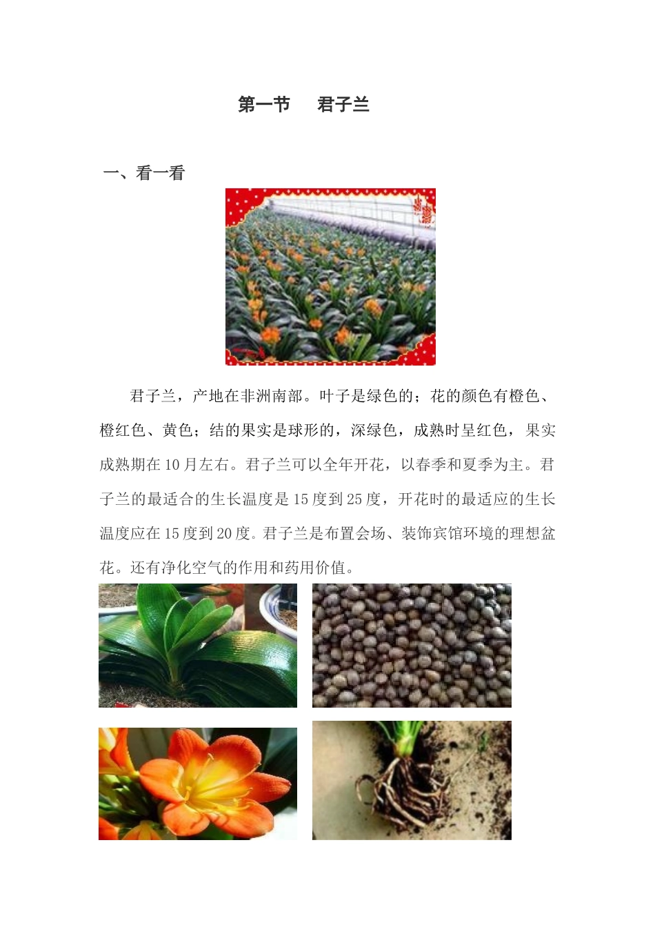 第一节君子兰_第1页