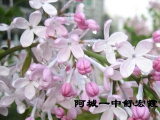 《小狗包弟》课件阿城一中舒宏霞