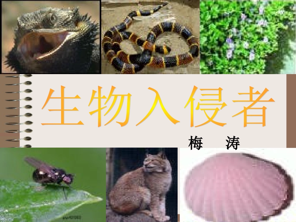 《生物入侵者》上课用_第1页