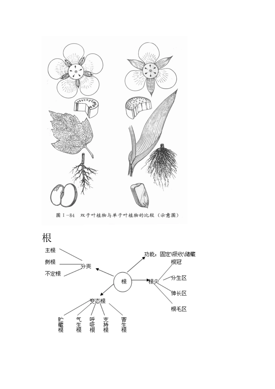生命科学基础知识_第3页