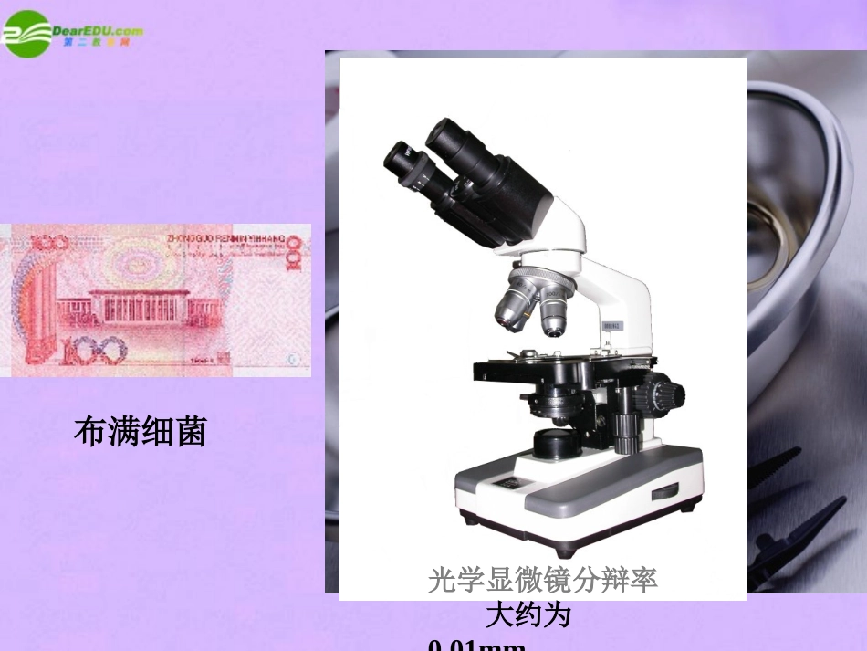 七年级科学上册 第六章第3节细菌和真菌课件 华东师大版_第2页