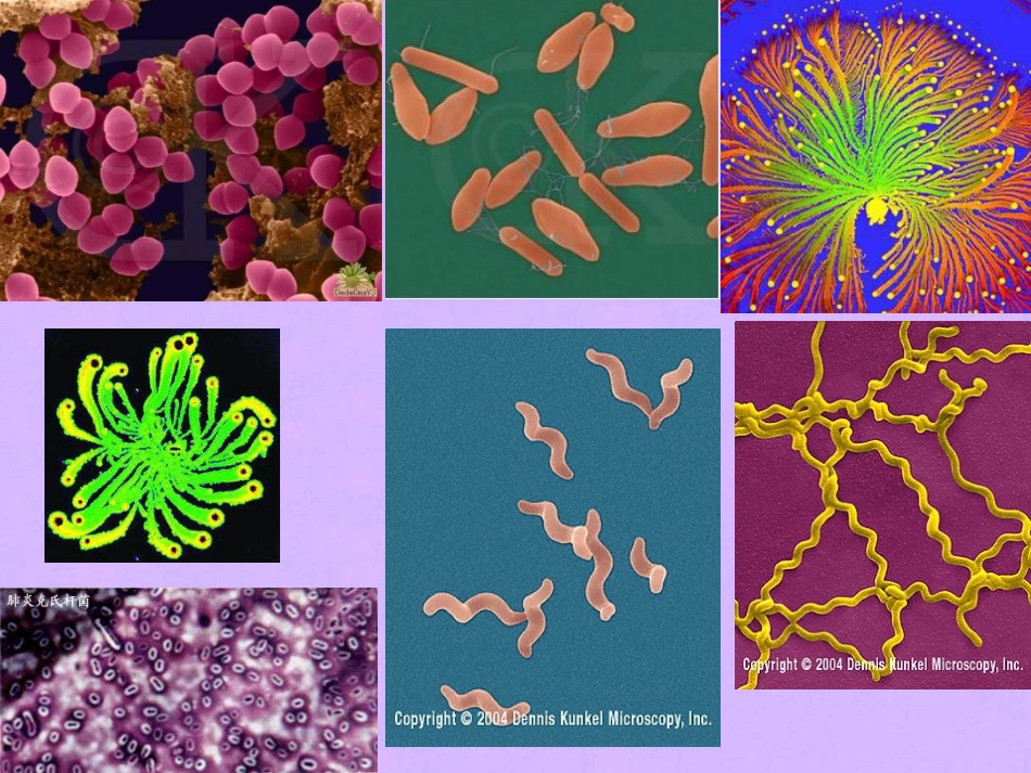 七年级科学上册 第六章第3节细菌和真菌课件 华东师大版_第3页