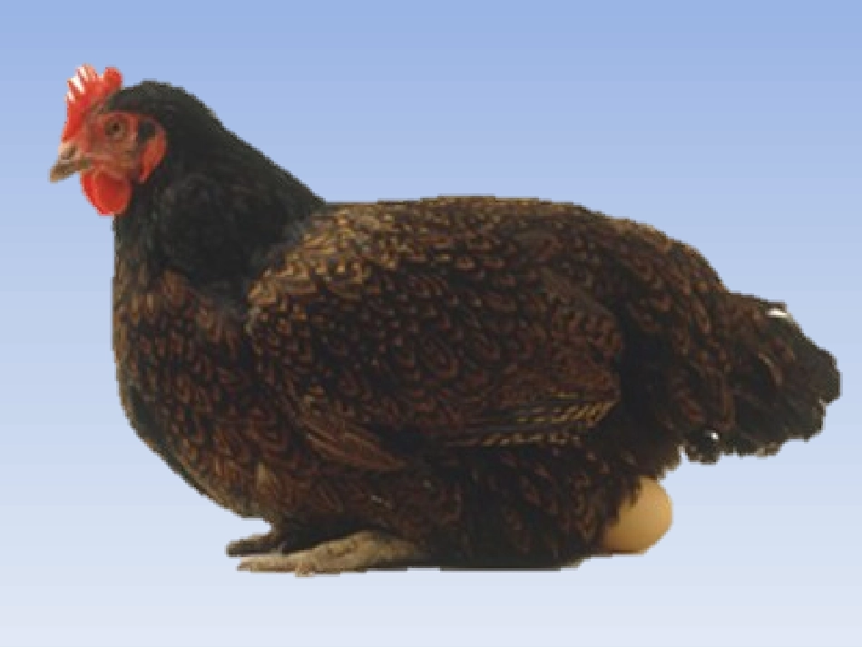 小班美术：《小鸡出壳》_第2页