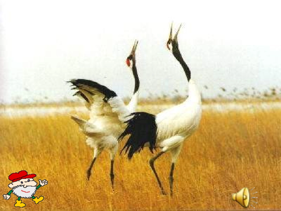 第三章：保护生物_第1页