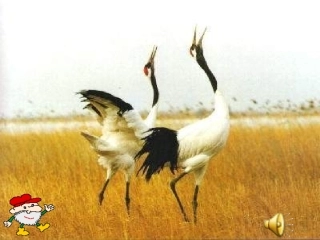 第三章：保护生物