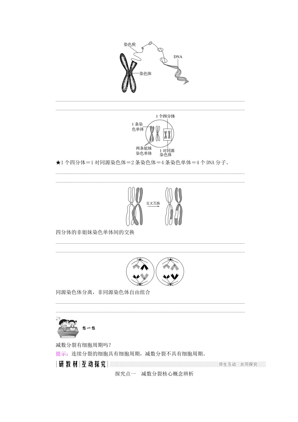 高中生物 第二章 减数分裂和有性生殖 第1课时 细胞的减数分裂学案 苏教版必修2-苏教版高一必修2生物学案_第3页