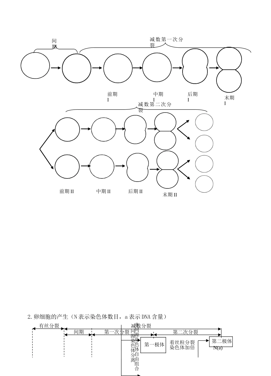 高中生物：2-3 染色体与遗传（减数分裂） 学案浙科版必修2_第3页