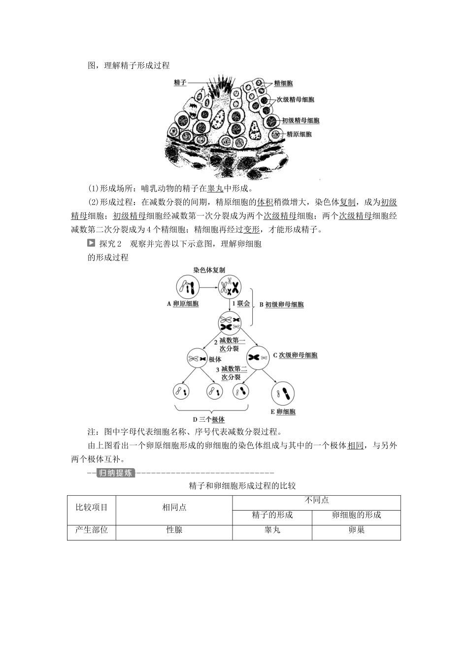 高中生物 第二章 减数分裂和有性生殖 第一节 减数分裂 第2课时 生殖细胞的形成学案 苏教版必修2-苏教版高一必修2生物学案_第2页