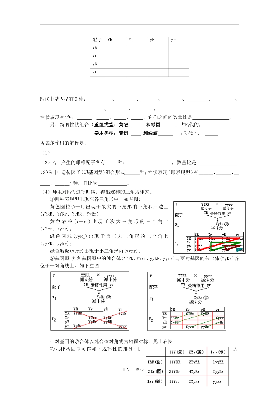 高中生物：1.2《孟德尔的豌豆杂交实验（二）》学案（2）（新人教版必修2）_第2页