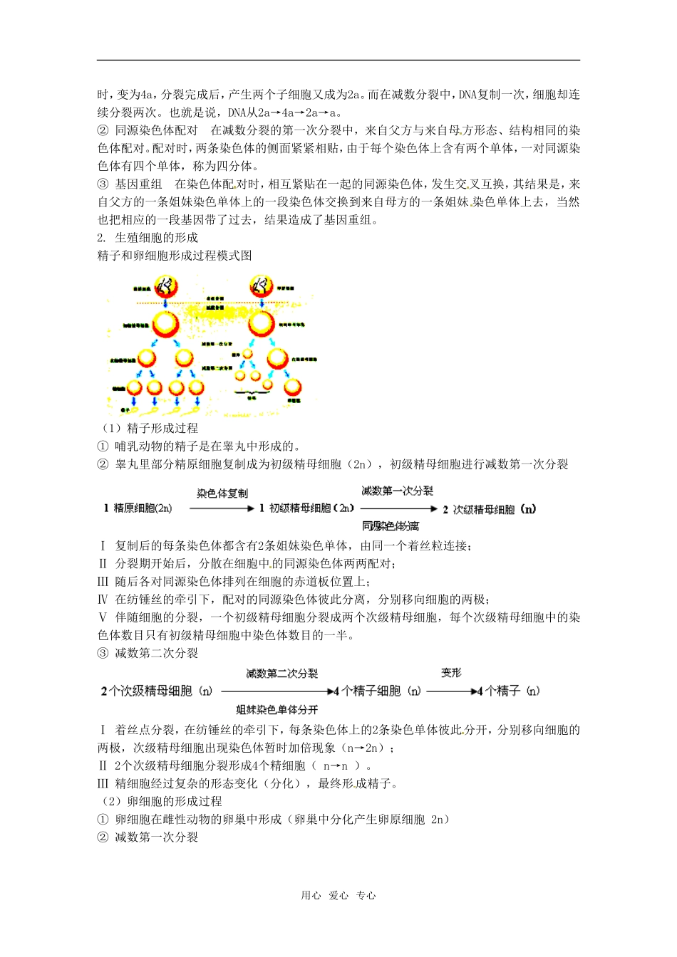 高中生物： 21 减数分裂（学案）苏教版必修2_第3页