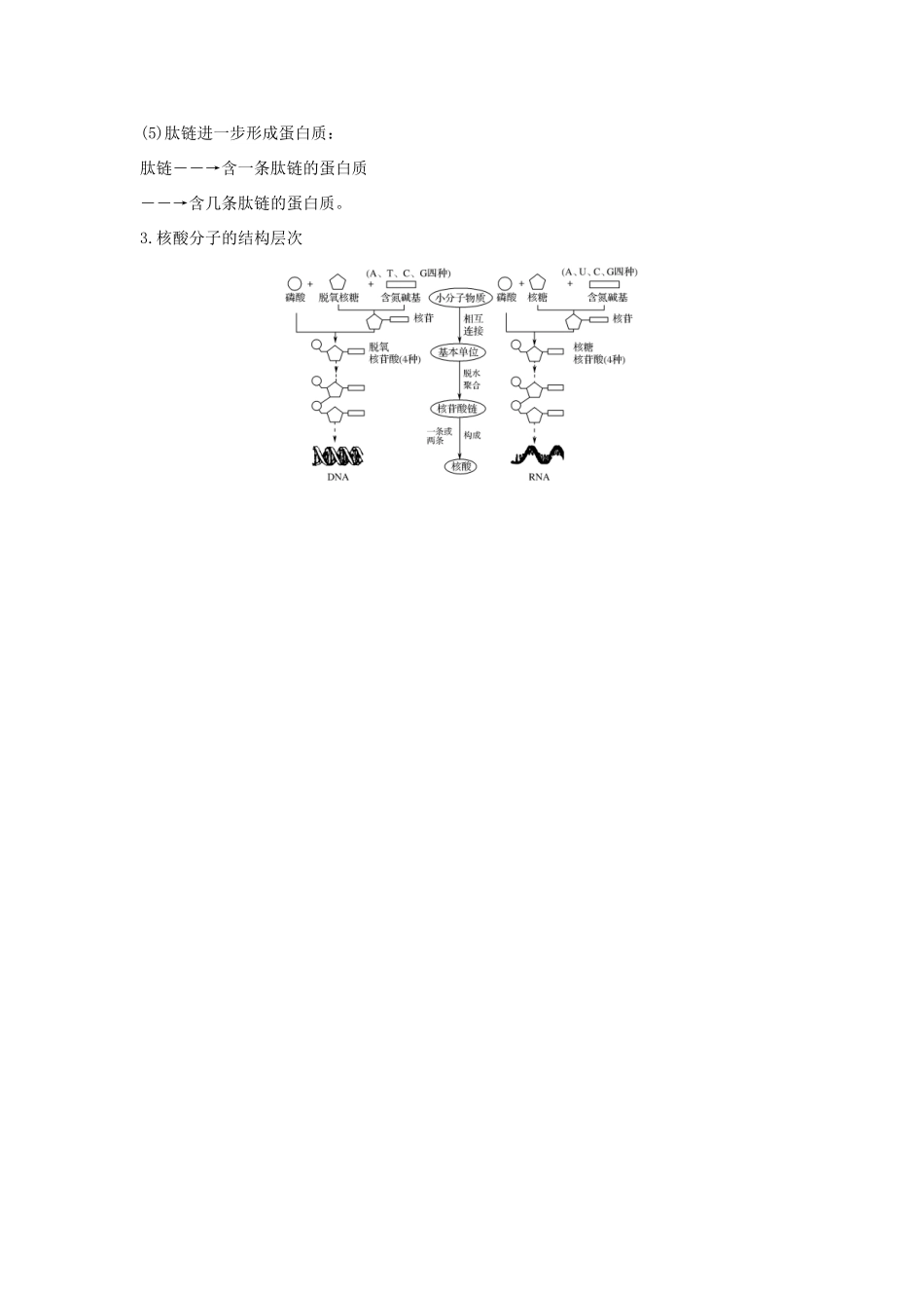 高中生物 第二章 细胞的化学组成章末培优攻略学案 苏教版必修1-苏教版高二必修1生物学案_第2页