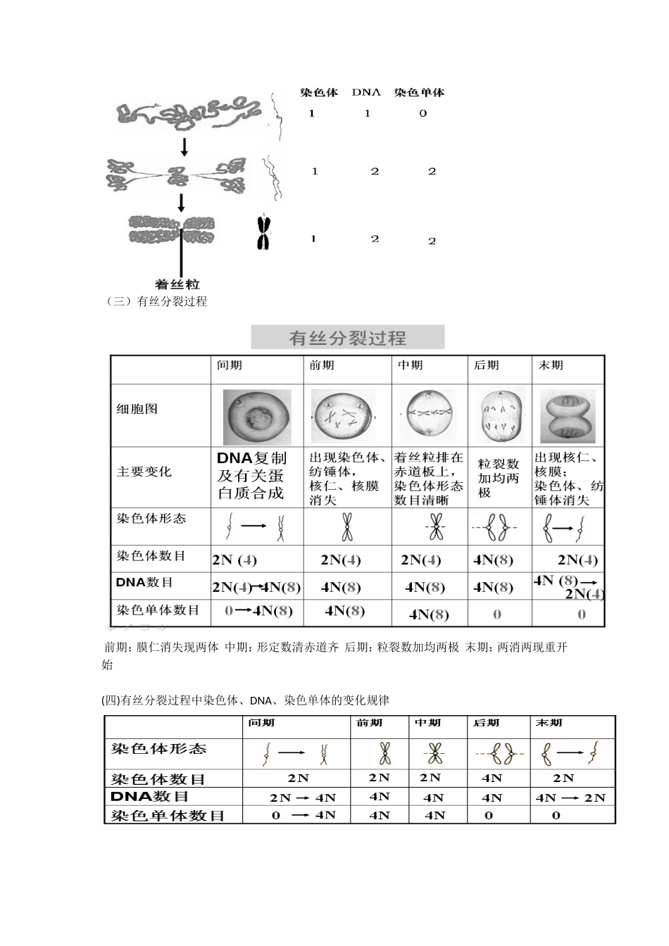 高中生物： 41 细胞的增殖与分化（学案）中图版必修1_第2页