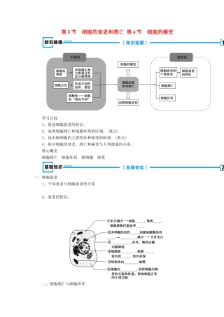高中生物 第六章 细胞的生命历程  第3节 细胞的衰老和凋亡  第4节 细胞的癌变学案 新人教版必修1-新人教版高一必修1生物学案