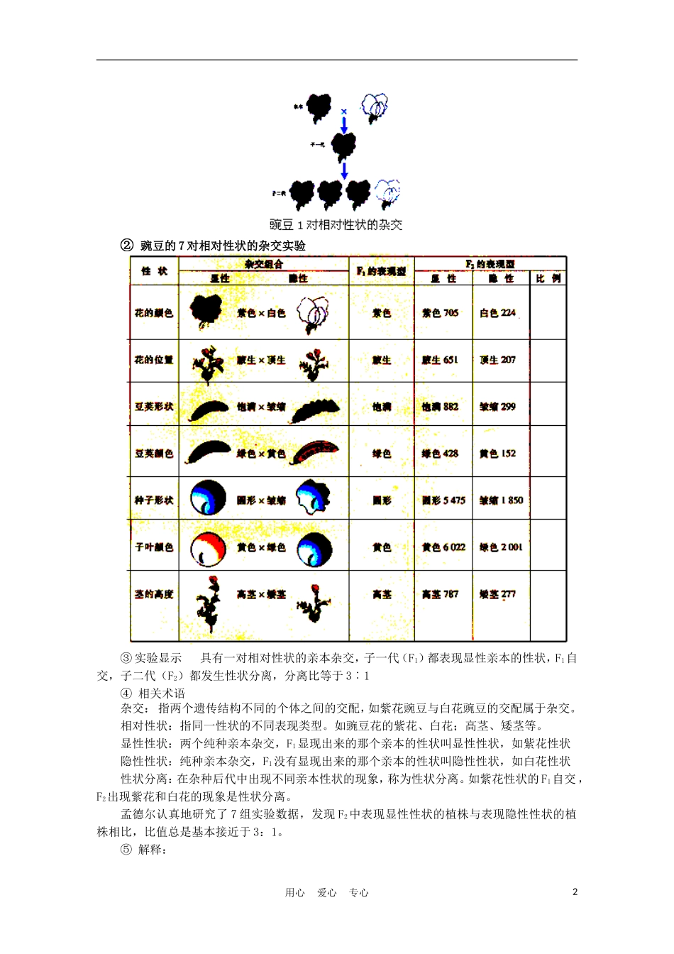 高中生物《基因的分离定律》学案1 苏教版必修2_第2页