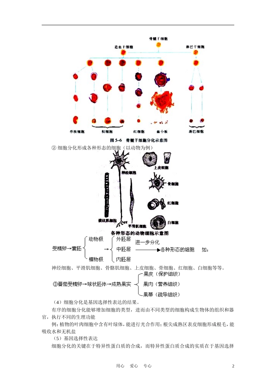 高中生物《细胞分化、衰老和凋亡》学案4 苏教版必修1_第2页