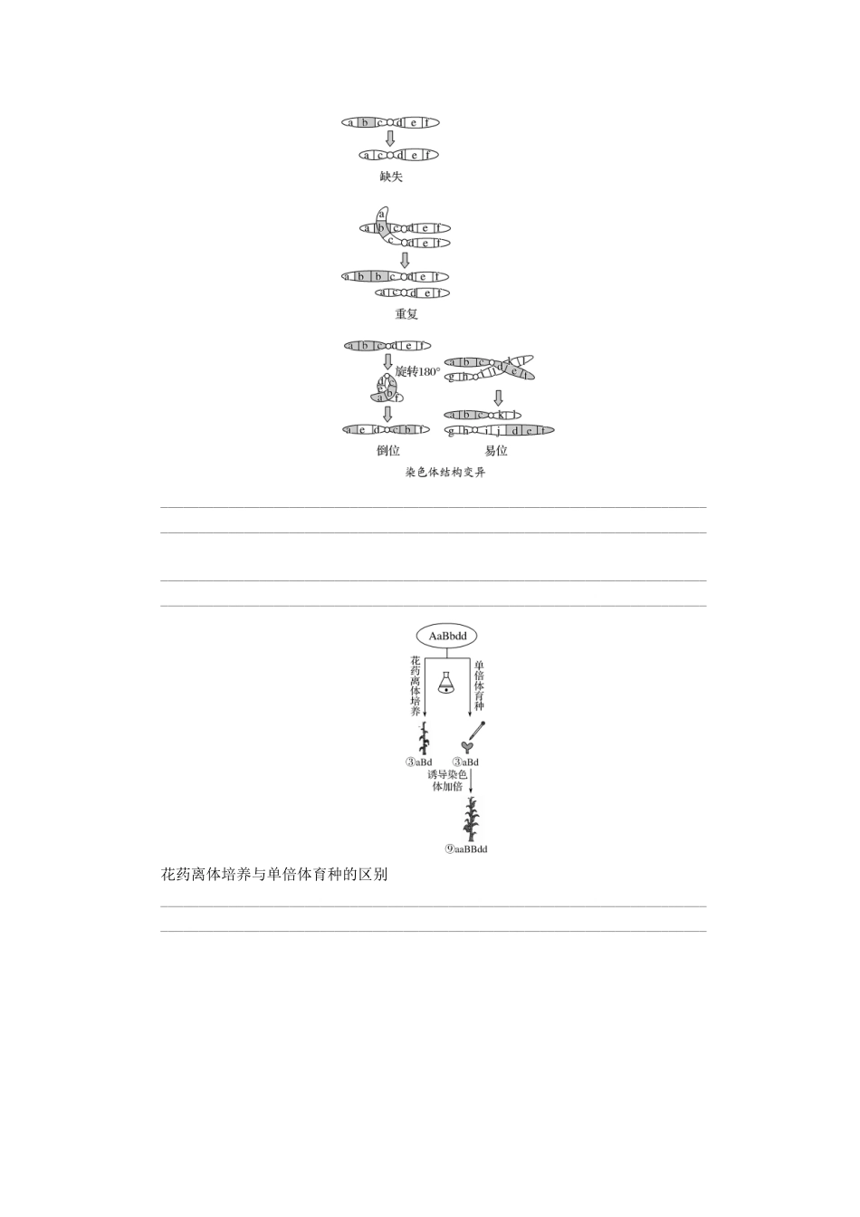 高中生物 第三章 遗传和染色体 第10课时 染色体变异及其应用学案 苏教版必修2-苏教版高一必修2生物学案_第3页