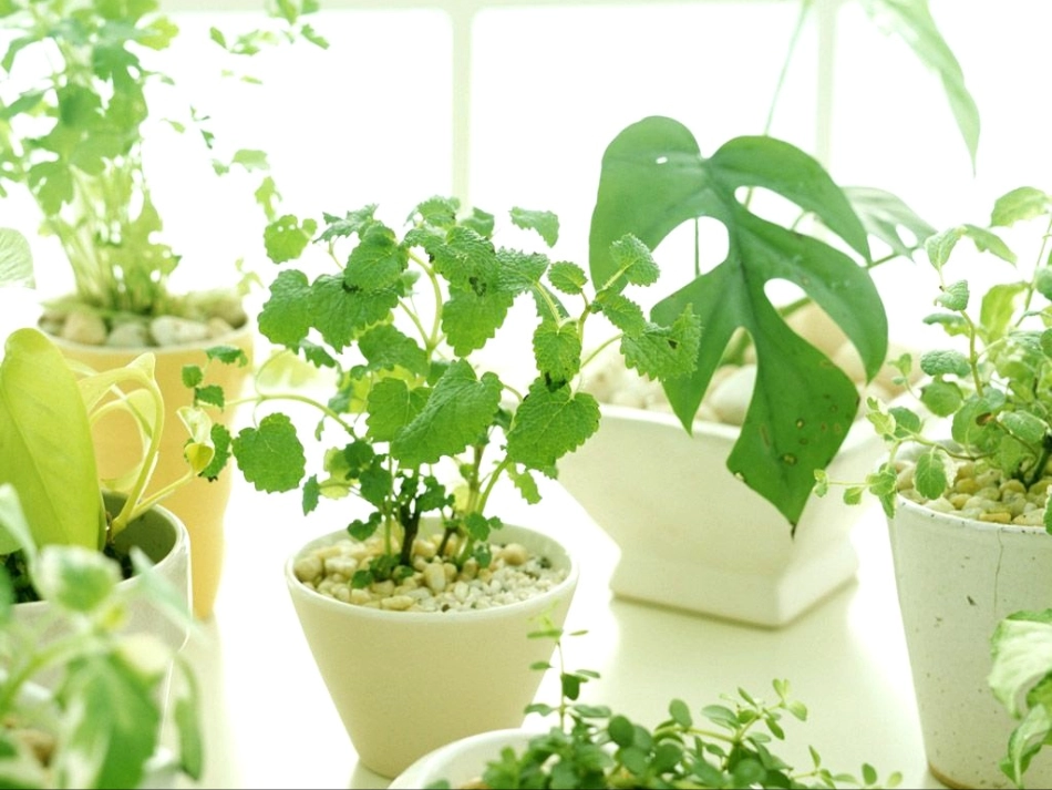 七年级生物上册 第5章 第4节 蒸腾作用课件2 北师大版教材_第2页