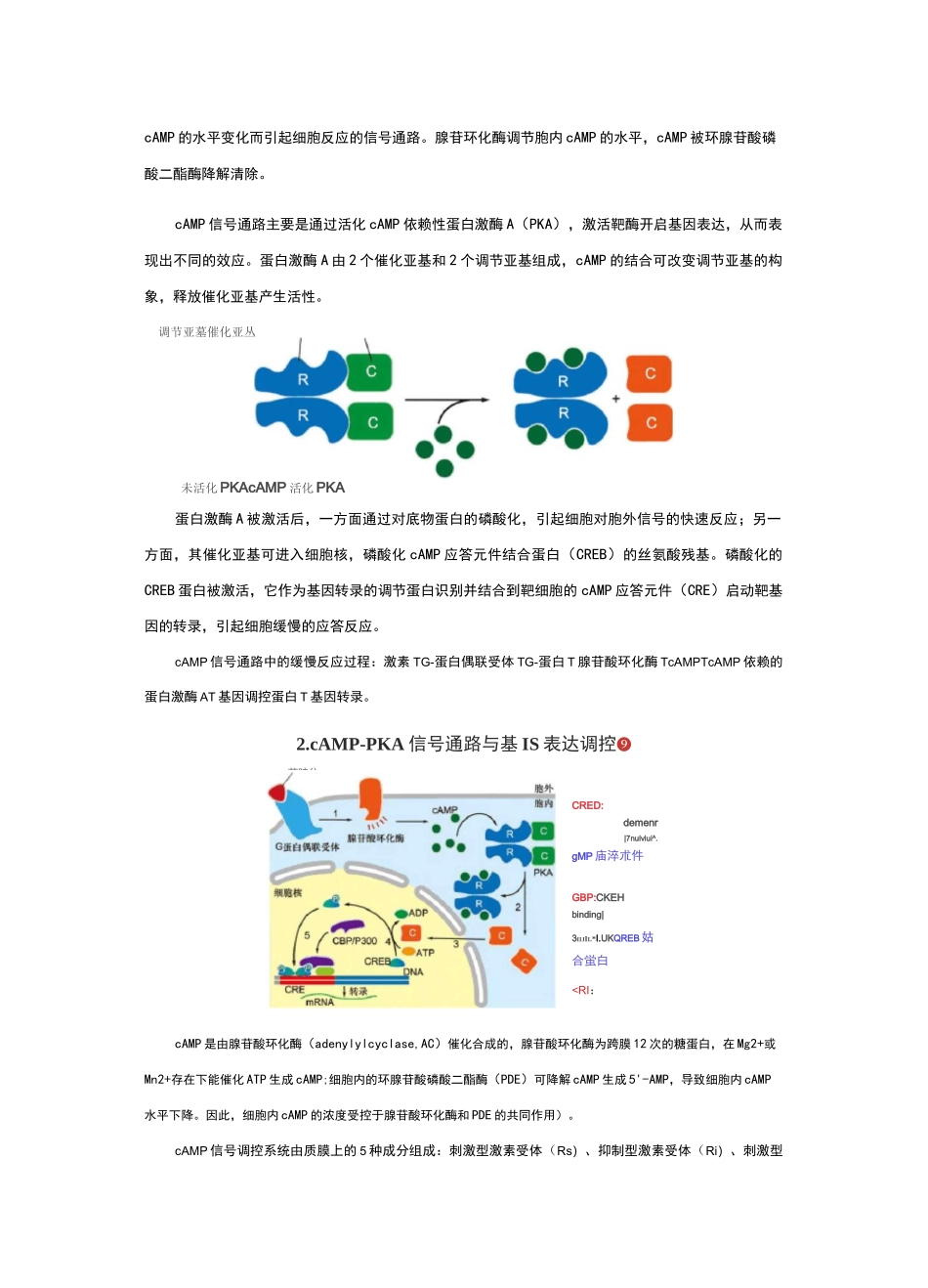 细胞生物学简答题整理_第2页