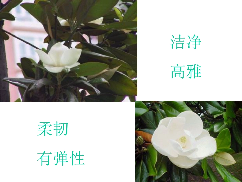 苏教版六年级语文广玉兰_第3页