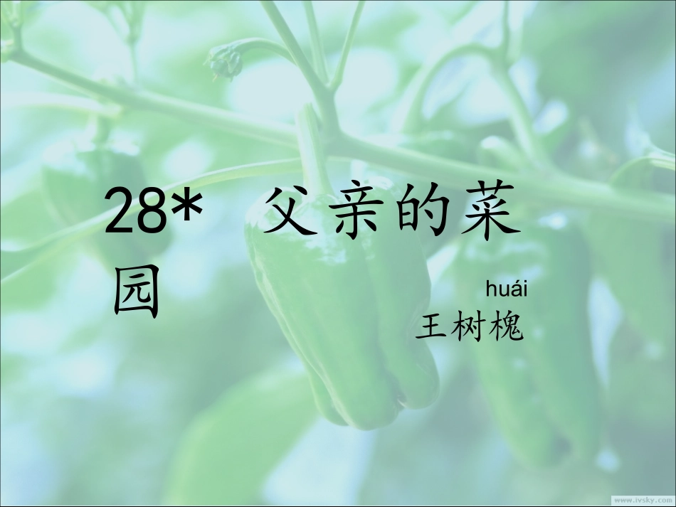 父亲的菜园课件_第1页