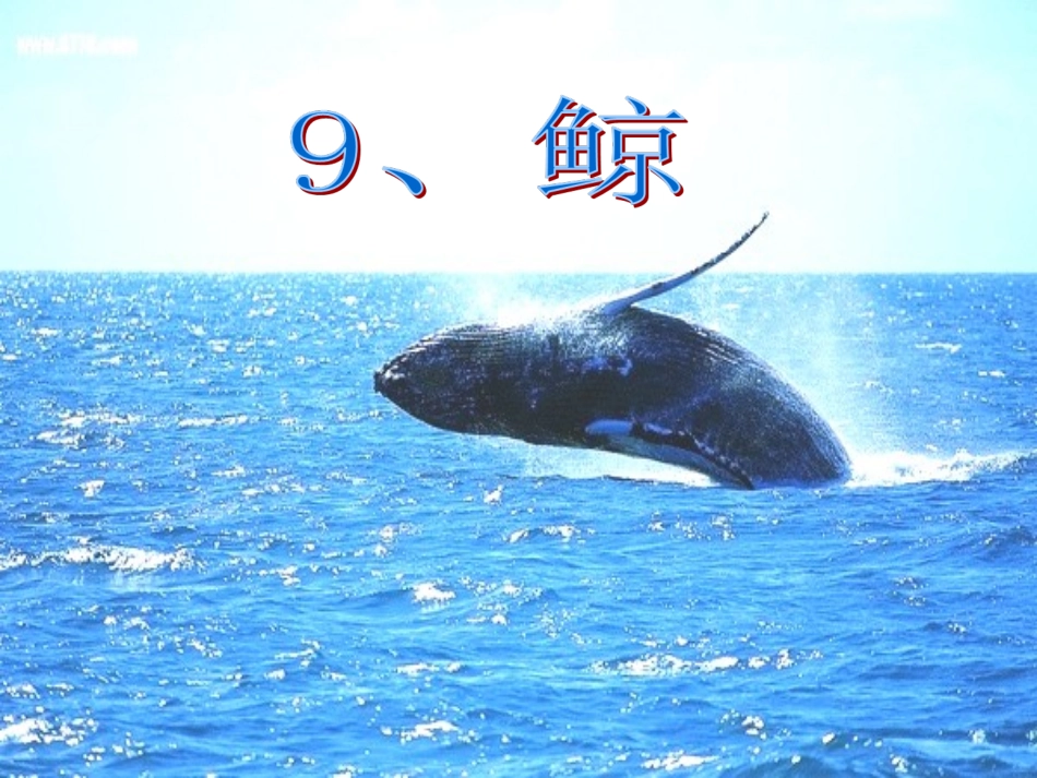 《鲸》教学课件_第3页