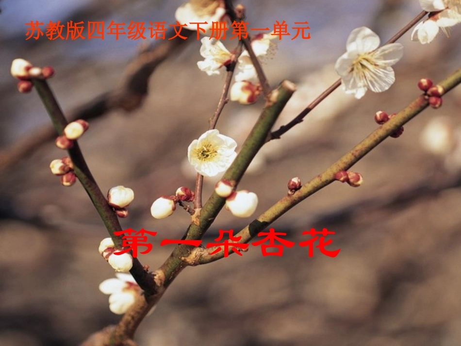 《第一朵杏花》PPT课件_第1页