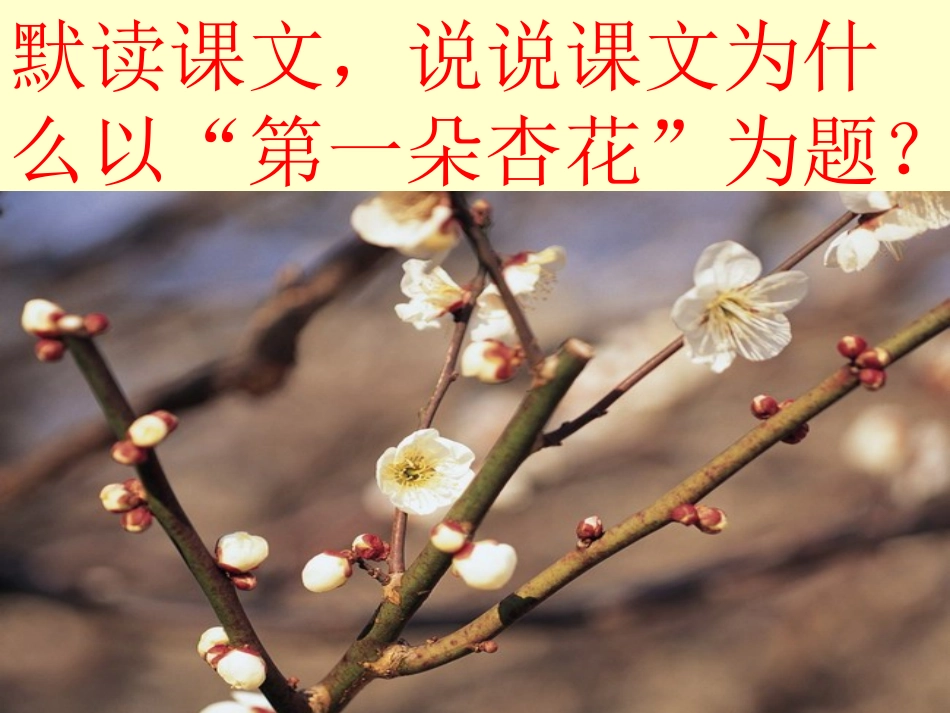《第一朵杏花》PPT课件_第3页
