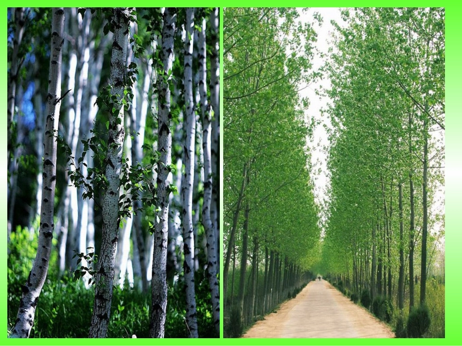 白桦林好地方_第2页