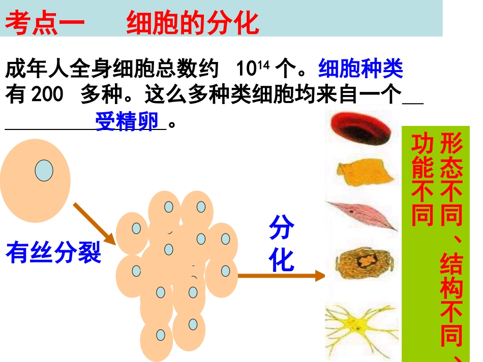 一轮复习细胞的分化、衰老、凋亡和癌变_第2页