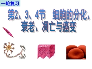 一轮复习细胞的分化、衰老、凋亡和癌变