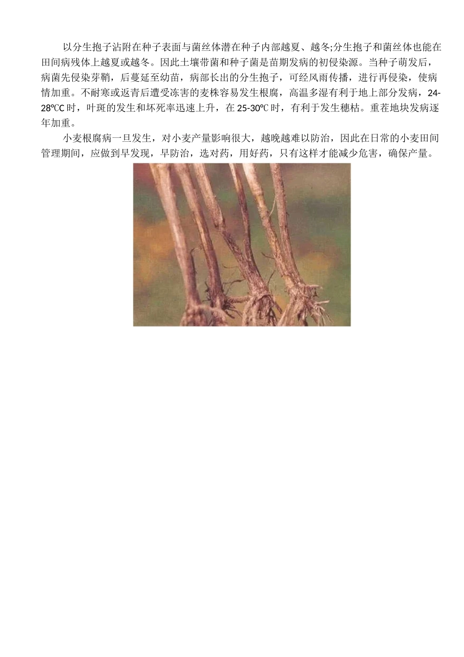 小麦根腐病和茎基腐病的异同_第2页
