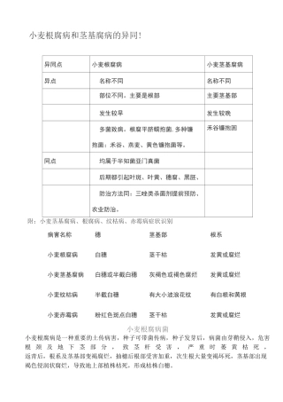 小麦根腐病和茎基腐病的异同