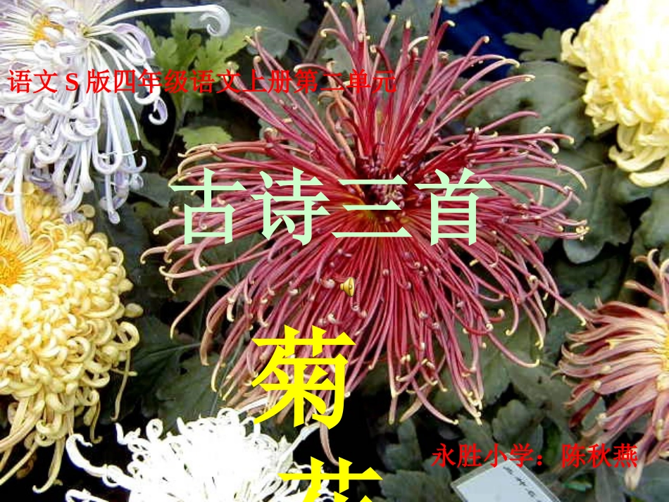 语文S版小学四上《古诗三首菊花》课件_第1页
