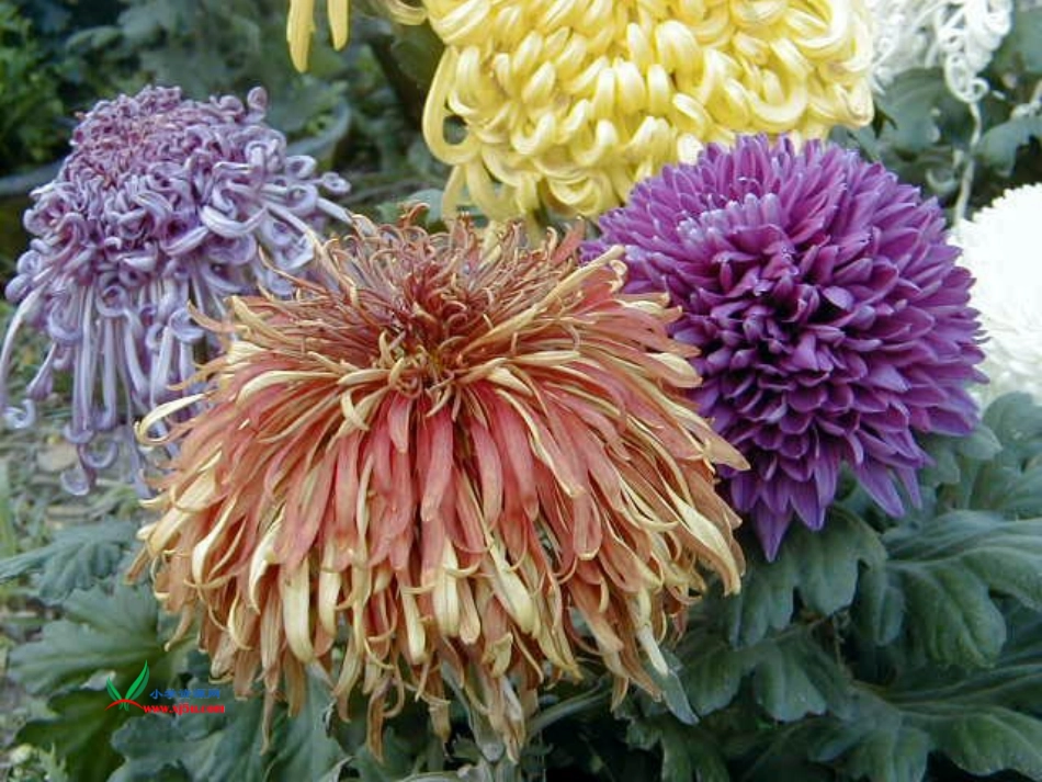 语文S版小学四上《古诗三首菊花》课件_第2页