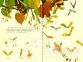 大班语言：种子的旅行