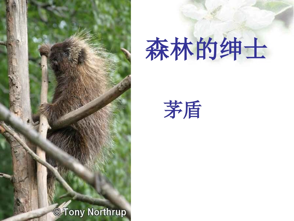 森林中的绅士_第1页