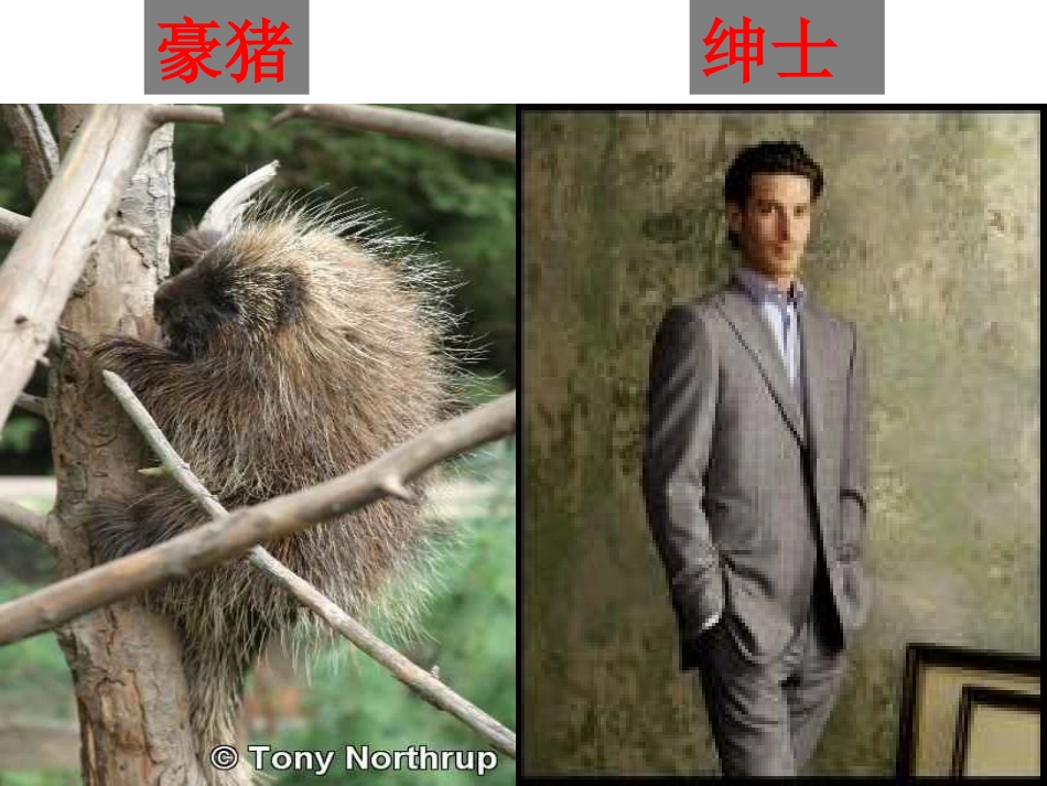森林中的绅士_第2页