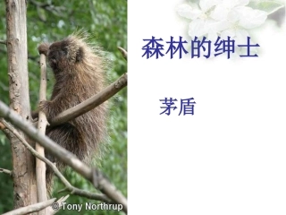 森林中的绅士